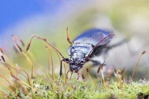 Macro photo_Lior Glaichman-23